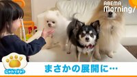 なでさせない犬に愛娘がご立腹 3匹を“蹴散らす”姿に飼い主「破壊神」