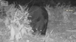 警察官あすからライフル銃でクマ駆除が可能に　山形で男性負傷し秋田では犬小屋を襲う