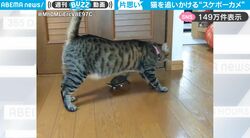 猫が好きすぎるカメ、スケボーに乗って高速で追いかける！コーナリングも自由自在に乗りこなす姿に反響「もう亀じゃない！」
