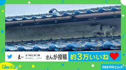 ニャン法、高速移動の術!? 疾走感あふれる猫の画像に反響続々