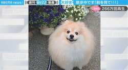 「前を見て！」“ムダ吠え”を改善した飼い主を悩ます新たな問題が「ご主人大好きが伝わる」と話題