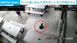 赤ちゃんオットセイがバーに乱入 サーモンピザに誘われ野生へ ニュージーランド