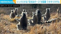 体の動きがシンクロ！“日光浴ポーズ”するワオキツネザルに「お手々広げて温める面積を増やしていて可愛い」など反響