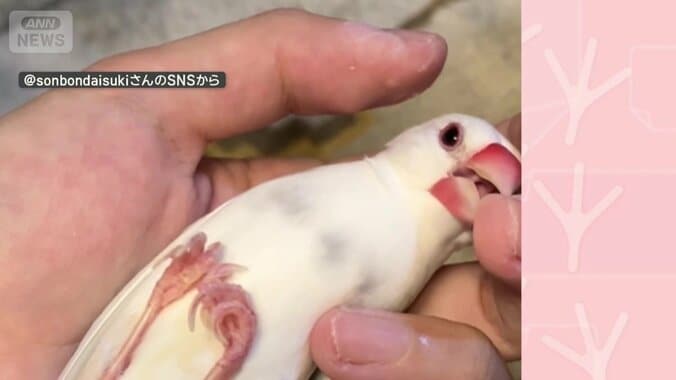 手を止めるとツンツン