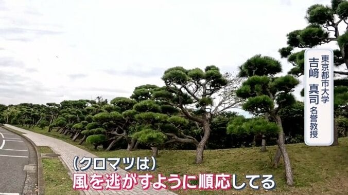 「（クロマツは）風を逃がすように順応してる」