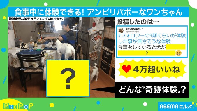 食事を覗くために習得!? 奇跡の体幹をもつ犬の姿に驚きの声殺到「そんな体験ない」 1枚目