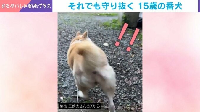 柴犬の桜ちゃん