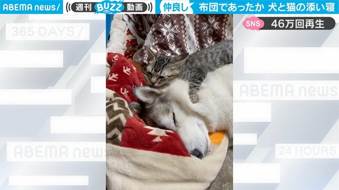 大型犬と子猫が布団でぬくぬく 親子のように身を寄せ合う姿にほっこり 「真ん中に入りたい」懇願の声も 2枚目