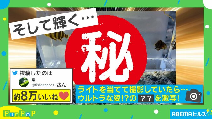 黄金に輝くカニ爆誕！？ すさまじい光を放つ“驚きの姿”に「金運が良くなりそうw」「変身する5秒前」と反響続々 1枚目