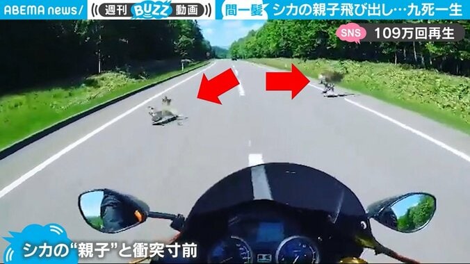 ツーリング中に“まさか”3連発で九死に一生 シカの飛び出し、迫る対向車、後続バイク… 息をのむ映像が話題 1枚目