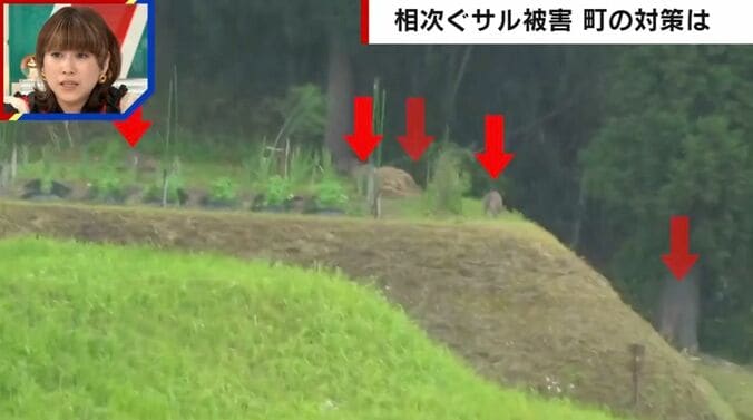 相次ぐサル被害 町の対策は