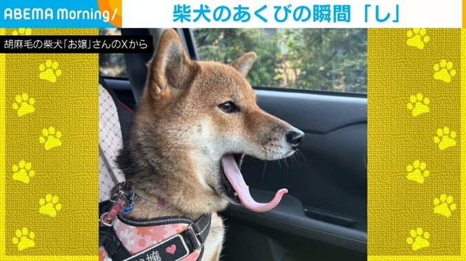 柴犬のお嬢ちゃん