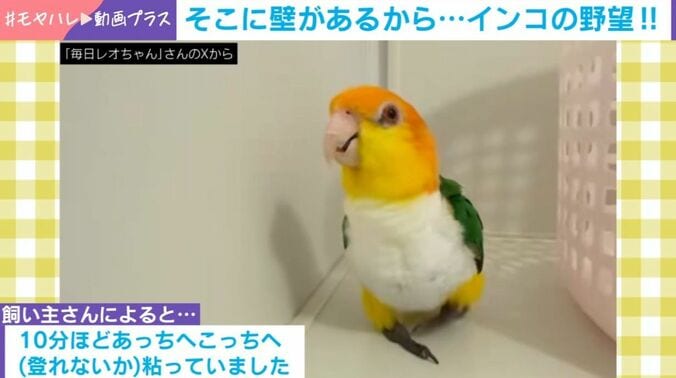 シロハラインコ・レオちゃん（8歳）