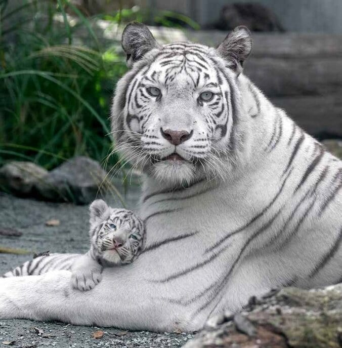 ホワイトタイガーの写真集『とらのこ』の発売即重版が決定 「癒される」「尊くて泣けてくる」と話題 3枚目