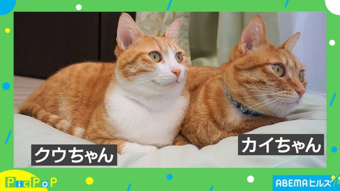 「左ストレートにゃー」脇をギュッ！と縮めて繰り出す“猫パンチ”が話題に 2枚目