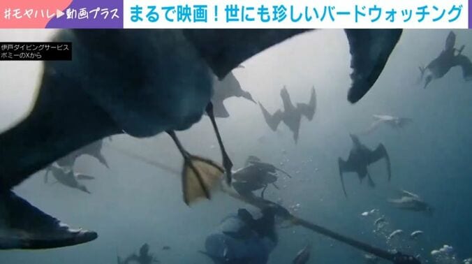 ハシボソミズナギドリ