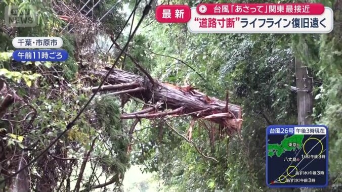 宙に浮くように電線に絡まった木