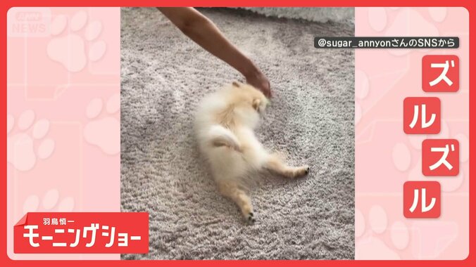 「お掃除中だワン」脱力モップ犬　ズルズル～とされるがまま　モップになりきってる？ 1枚目