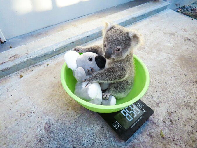 「コアラ丼が可愛すぎる」など話題 通算飼育110頭のレジェンド園を取材した『すごいコアラ！』が重版決定 3枚目