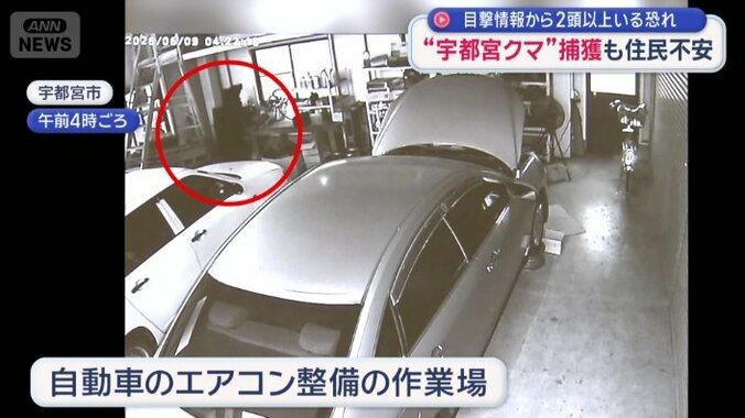 自動車のエアコン整備などを行う作業場にもクマが…