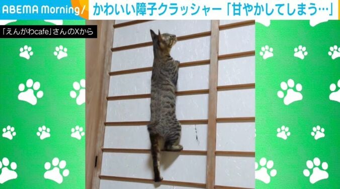 猫のはるかぜくん