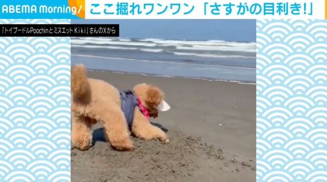 トイプードルのプーチンくん