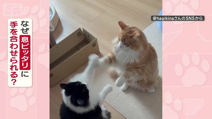 なぜ息ピッタリに手を合わせられる？