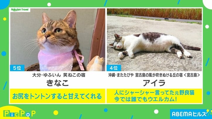 【写真・画像】スリッパ温め係、へそ天&ナデナデ要求も…看板猫ランキングが発表 1位はどんな子？　4枚目