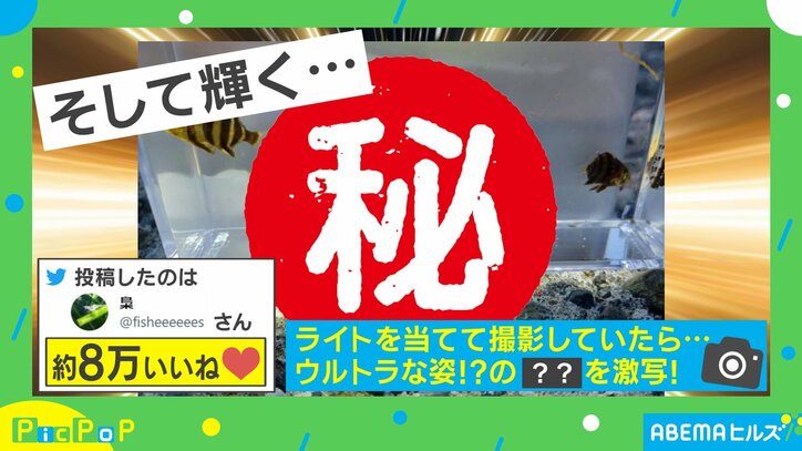 黄金に輝くカニ爆誕！？ すさまじい光を放つ“驚きの姿”に「金運が良くなりそうw」「変身する5秒前」と反響続々