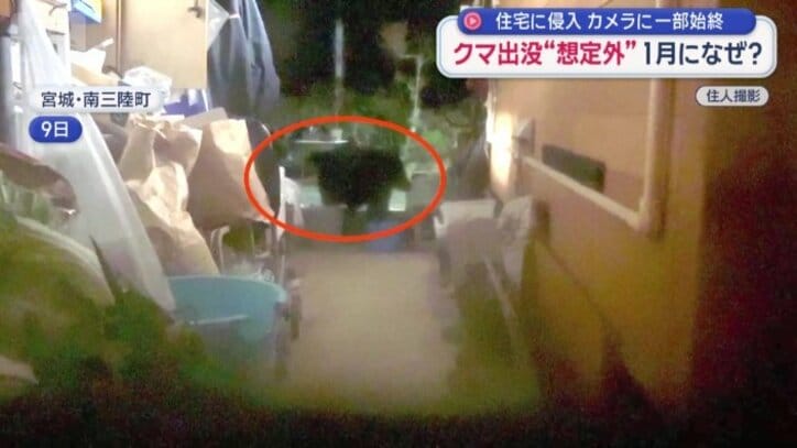 住宅の物置に現れたクマ