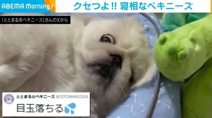ペキニーズのととまるくん