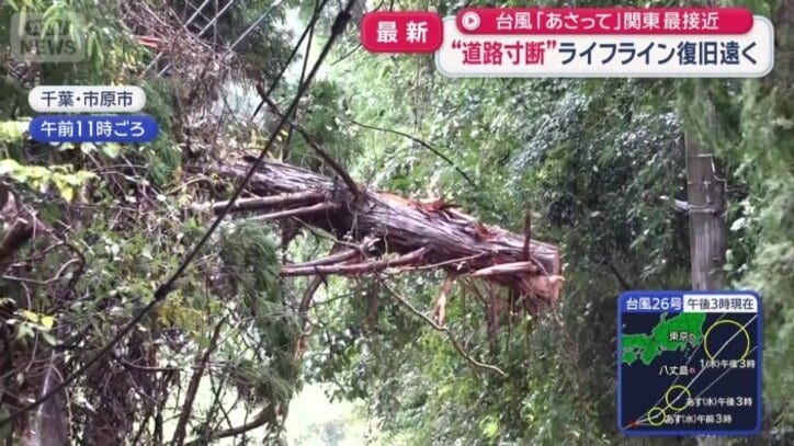 宙に浮くように電線に絡まった木