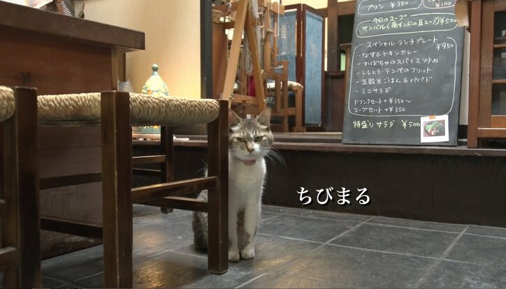 猫と旅、してみるニャ? 癒し系番組「旅猫ロマン」3作品が初放送