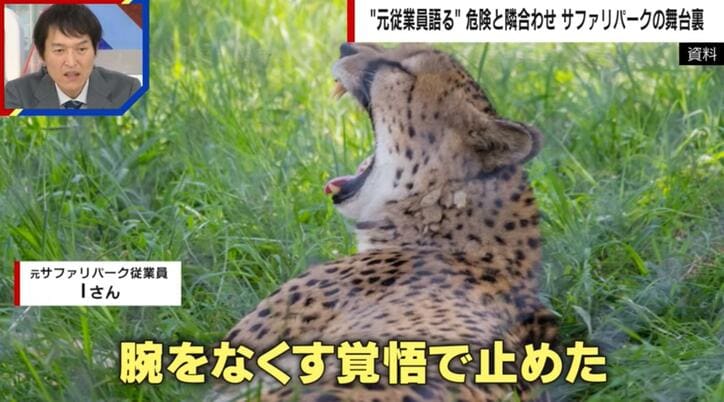 【写真・画像】元従業員が語る“危険”なサファリパークの舞台裏「チーターのケンカ 腕をなくす覚悟で止めた」 飼育員がマレーバクに噛まれ重傷を負う事故も1枚目