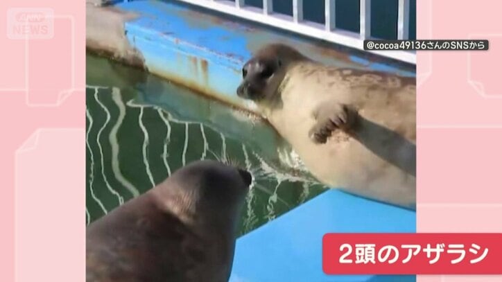 向かい合う2頭