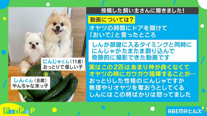 急な“割り込み”に遭い迷惑そうな表情のポメラニアンに「かわいい♡♡癒される〜」 「兄弟姉妹でもこういう場面時々ありますよね」と反響