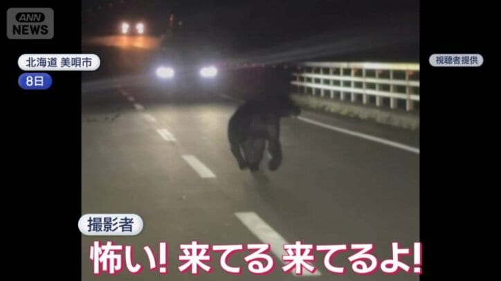 クマは撮影者のほうへ