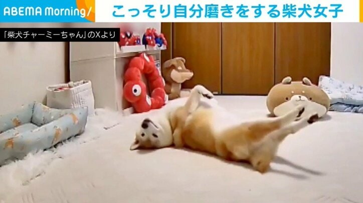 柴犬のチャーミーちゃん