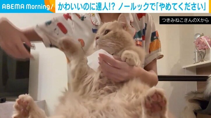 猫のつきみくん