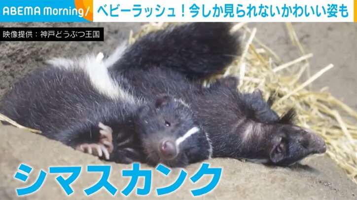 シマスカンク