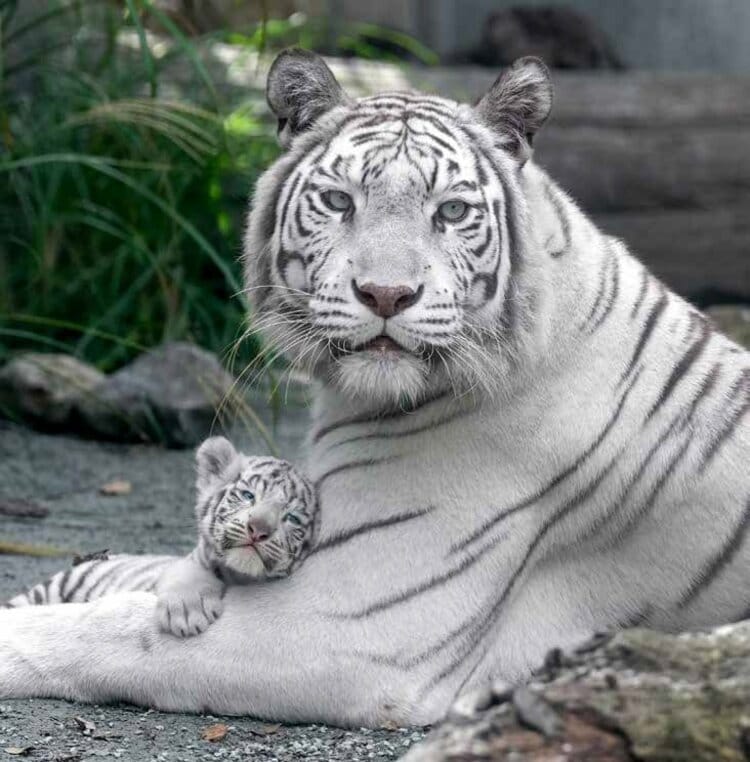 写真・画像】ホワイトタイガーの写真集『とらのこ』の発売即重版が決定