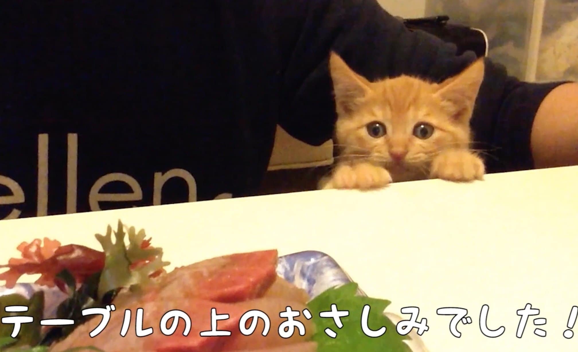 猫「お刺身食べたいニャ〜」 茶トラ子猫・ひろしの可愛い成長日記が