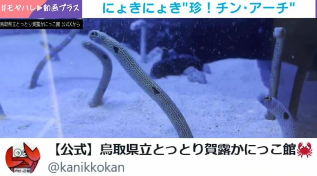お前…何してんの？」チンアナゴの水槽に突如現れた“謎のアーチ”に騒然