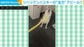 おやつ欲しさにソファーへ“猪突猛進”!? →全力アピールするシベリアンハスキーの豪快な姿が話題