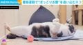夏に向けて…腹筋で“ぽっこりお腹”を追い込む猫に「たまらん!最高w」「目指せシックスパック!」など反響