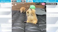 【映像】メロンマンの出現でパニックに陥るウサギ