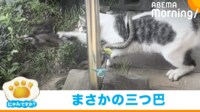 【映像】庭で行われる、のら猫VSヘビVS鳥の三つ巴（複数ショット）