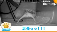 【映像】暗視カメラが捉えたハリネズミの“美脚”