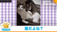 【映像】“まるで人間”な座り方する猫