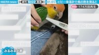 インコの体温を測ると…みるみる上昇！衝撃的な最終数値に「これでずる休みできるのでは」「このまま会社に提出しよう」反響続々
